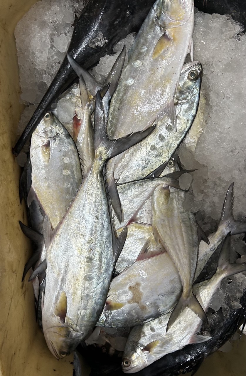 Surmai kingfish Veraval